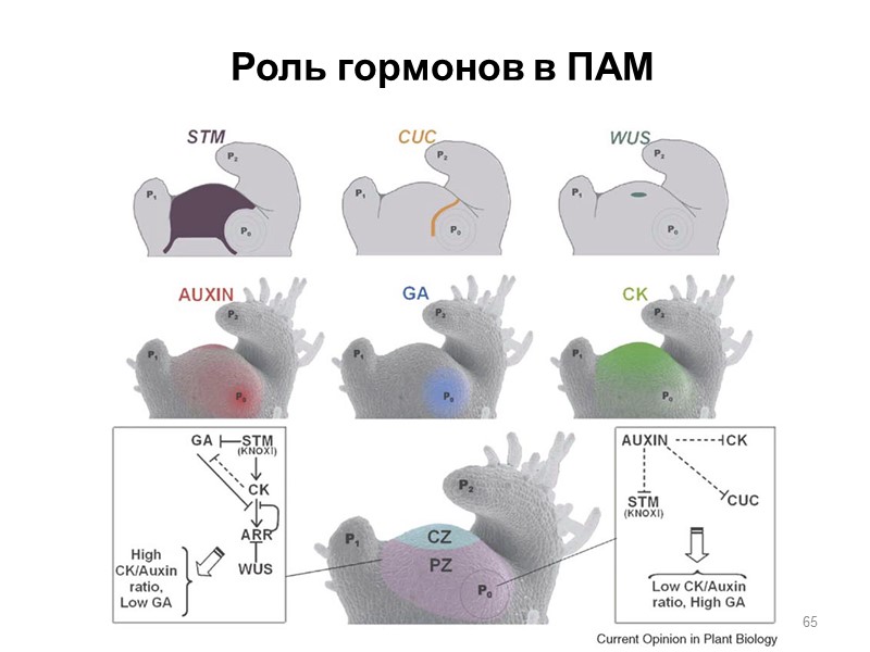 Роль гормонов в ПАМ 65